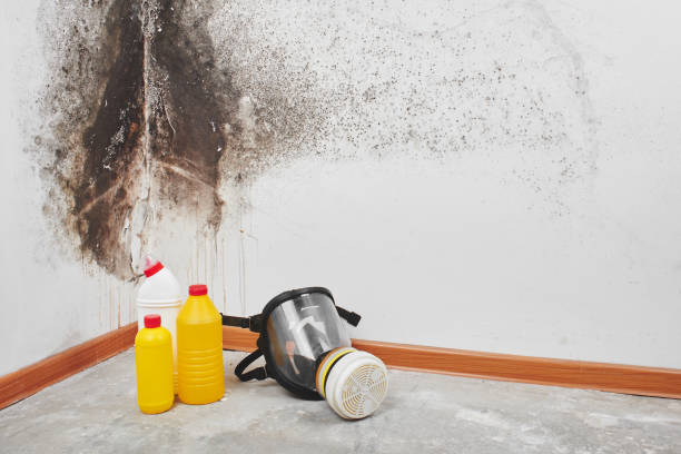Best Professional Mold Removal  in Taylor, TX