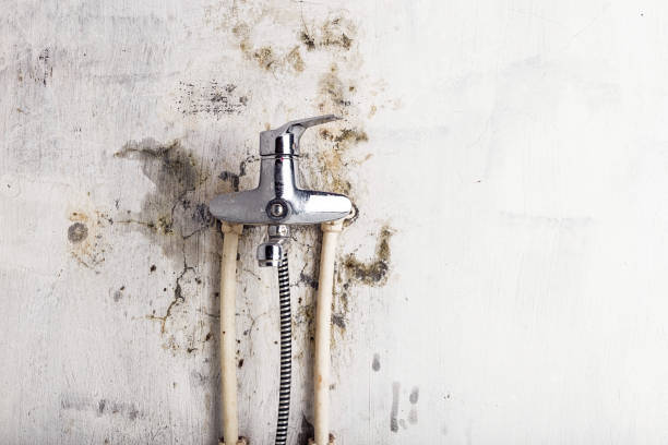 Best Same-Day Mold Removal  in Taylor, TX