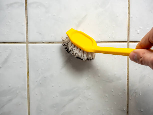 Trusted Taylor, TX Mold Removal Experts