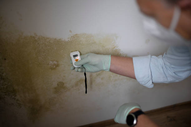 Certified Mold Removal in Taylor, TX