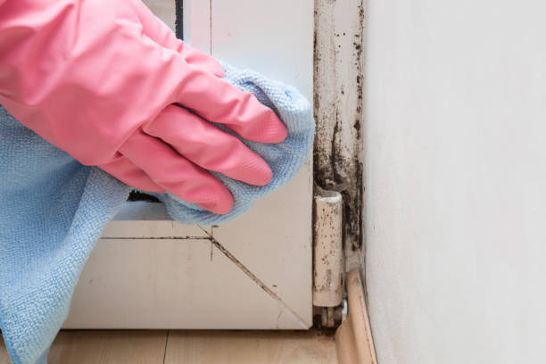 Office Mold Removal Services in Taylor, TX