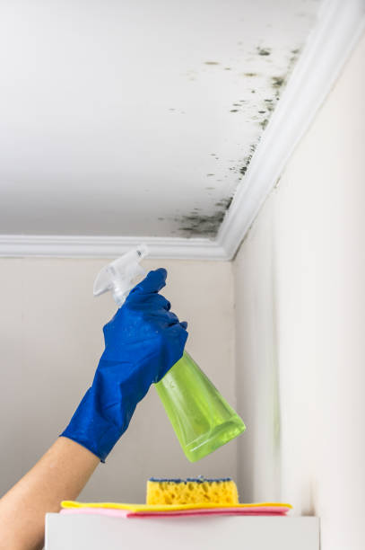 Best Mold Cleaning Services  in Taylor, TX