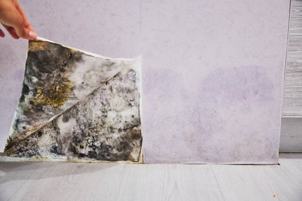 Best Best Mold Removal Companies  in Taylor, TX